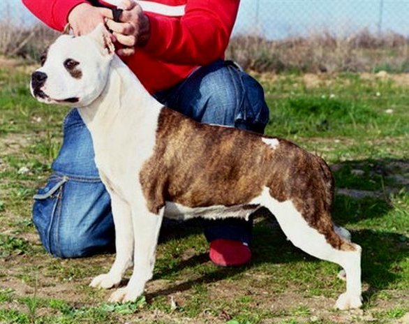 American Staffordshire Terrier. Stonyham´s Magical Moonlight.