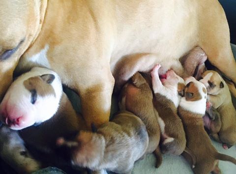 American Staffordshire Terrier. Camada Nueva.