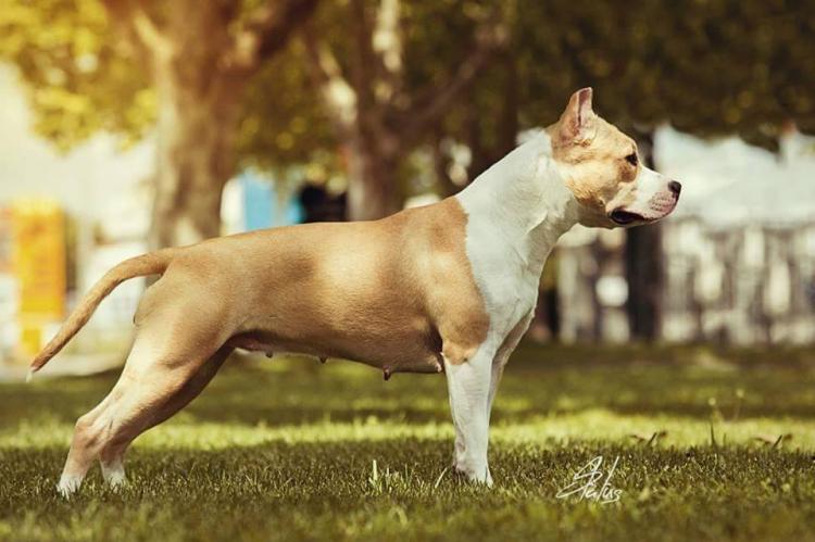 American Staffordshire Terrier. ALEA JACTA EST RECONQUISTA.