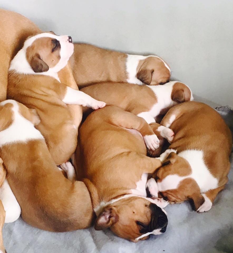 American Staffordshire Terrier. Camada 3ª Generacion.