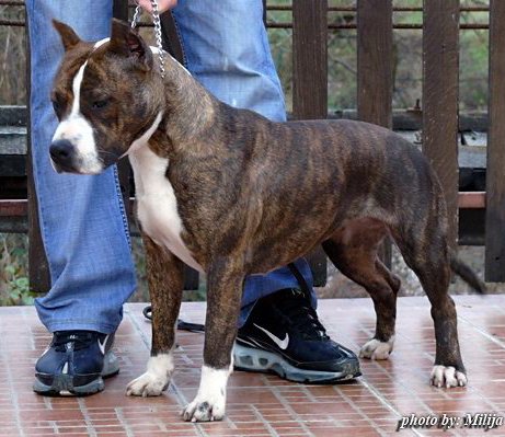 American Staffordshire Terrier. Ko Bo´s Europa.