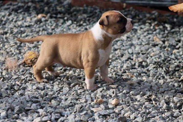 American Staffordshire Terrier. Alea Jacta Est Kiss My Boots.