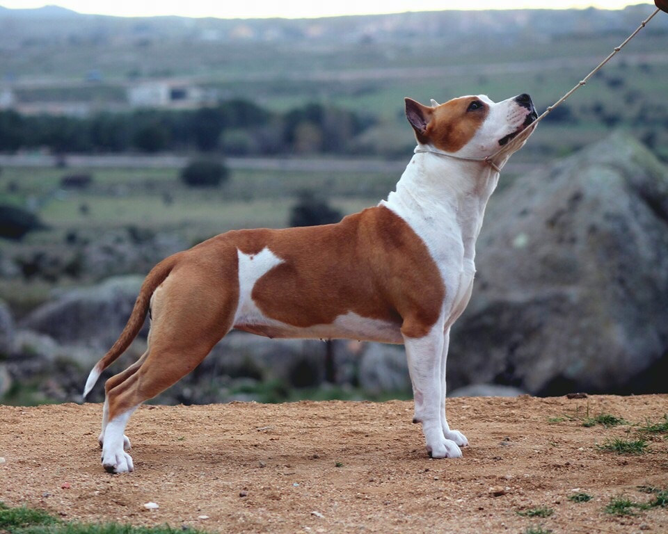 American Staffordshire Terrier.  Ch. ALEA JACTA EST CELTIBERIA.
