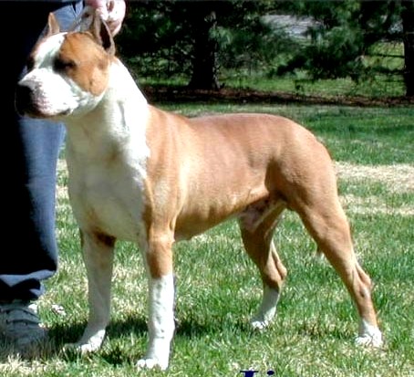 American Staffordshire Terrier. Sindelar´s Gentleman Jim.