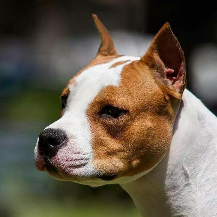 American Staffordshire Terrier. Alea Jacta Est Hispania.