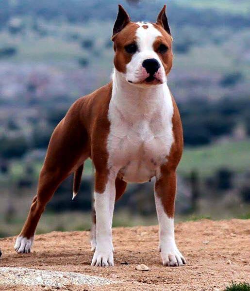 American Staffordshire Terrier. 1st EXC Champion female.