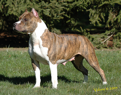 American Staffordshire Terrier. Timbarland´s Pixie Stick Ra.