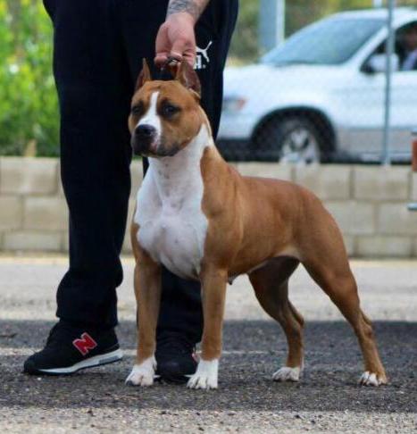 American Staffordshire Terrier. Exc. 1ª CAC CACIB BOS.
