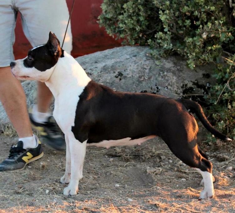 American Staffordshire Terrier. Alea Jacta Est Patria.