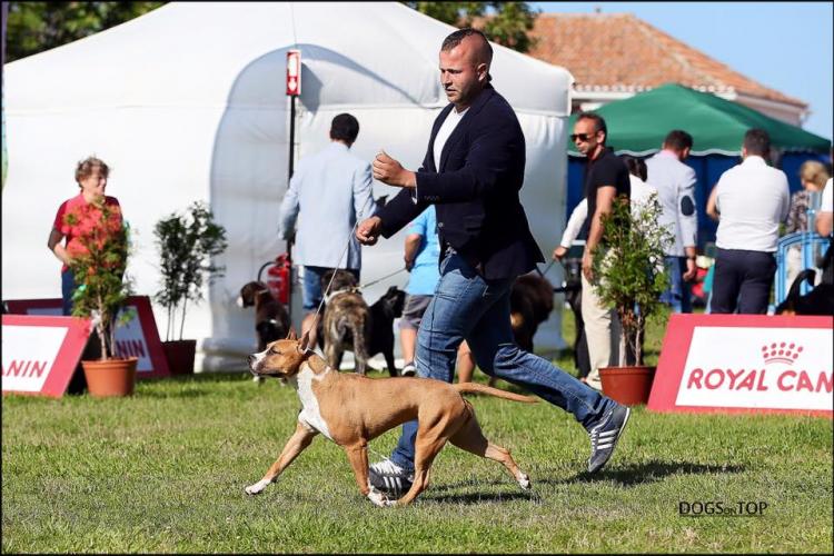 American Staffordshire Terrier. Alea Jacta Est Una Di Noi.