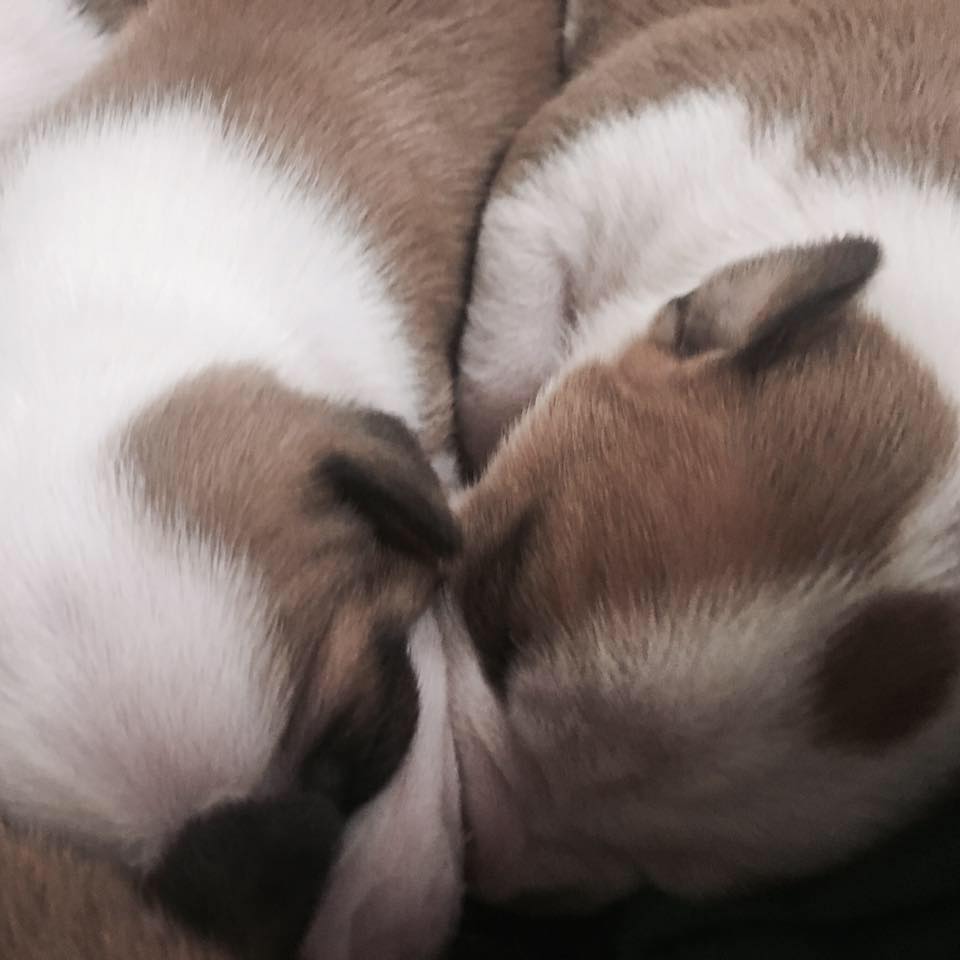 American Staffordshire Terrier. Camada Nueva.