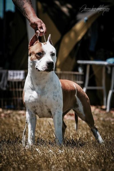 American Staffordshire Terrier. ALEA JACTA EST CELTIBERIA. American Staffordshire Terrier. ALEA JACTA EST CELTIBERIA.