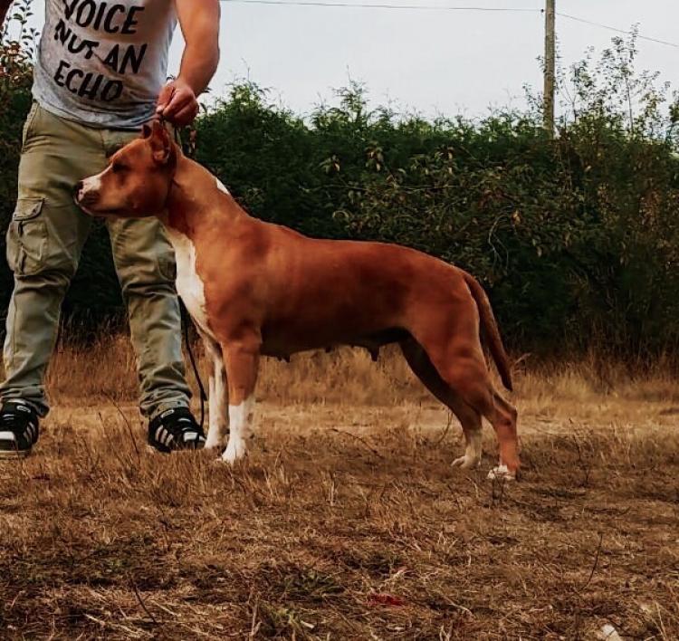 American Staffordshire Terrier. Alea Jacta Est Dream Gold.