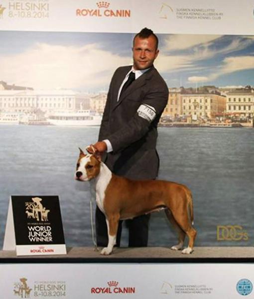 American Staffordshire Terrier. Alea Jacta Est Hispania.