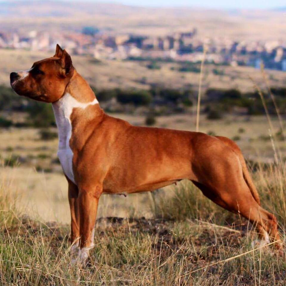 American Staffordshire Terrier. Alea Jacta Est Una Di Noi.