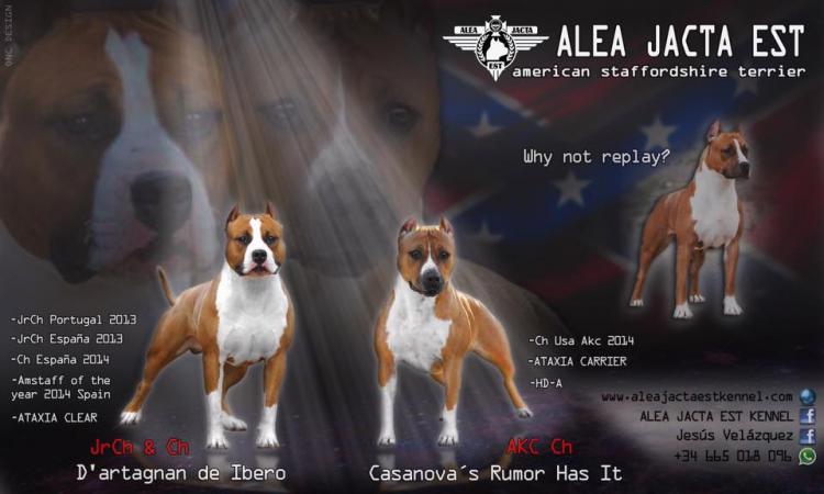 American Staffordshire Terrier. Camada Darta Y Baby.