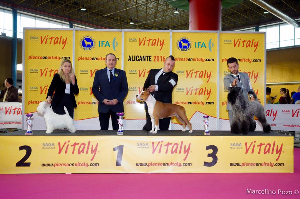 American Staffordshire Terrier. LLanderStaffs Alea Jacta Est Hispania. EXC 1st Champion class  RAPPEL CAC  BEST OF BREED   BEST OF GROUP     . American Staffordshire Terrier. LLanderStaffs Alea Jacta Est Hispania. EXC 1st Champion class  RAPPEL CAC  BEST OF BREED   BEST OF GROUP     .