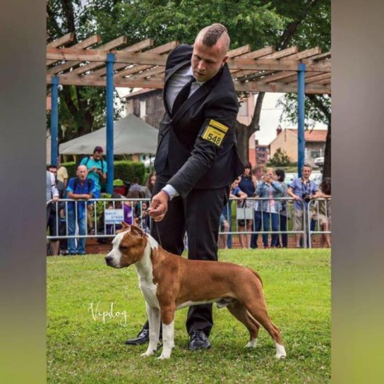 American Staffordshire Terrier.