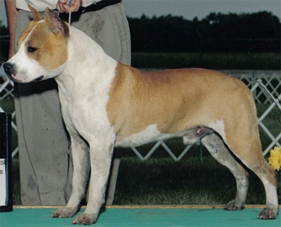 American Staffordshire Terrier. Odylic´s Mystik Taboo.