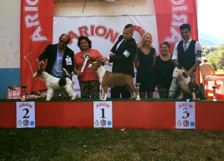 American Staffordshire Terrier. Alea Jacta Est Hispania BOG Bilbao.