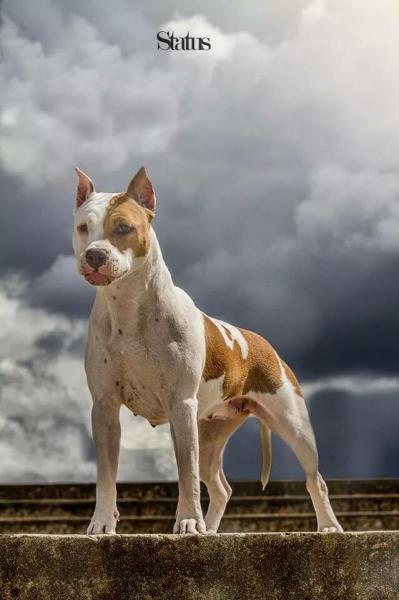 American Staffordshire Terrier. Alea Jacta Est Santa Cruzada.