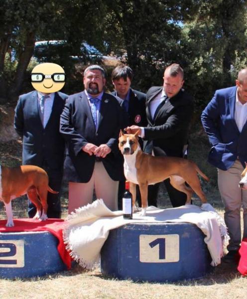 American Staffordshire Terrier. Alea Jacta Est Una Di Noi. .