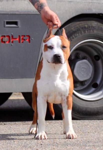 American Staffordshire Terrier. ALEA JACTA EST GOD OF WAR.