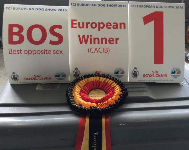 ALEA JACTA EST CELTIBERIA. American Staffordshire Terrier.