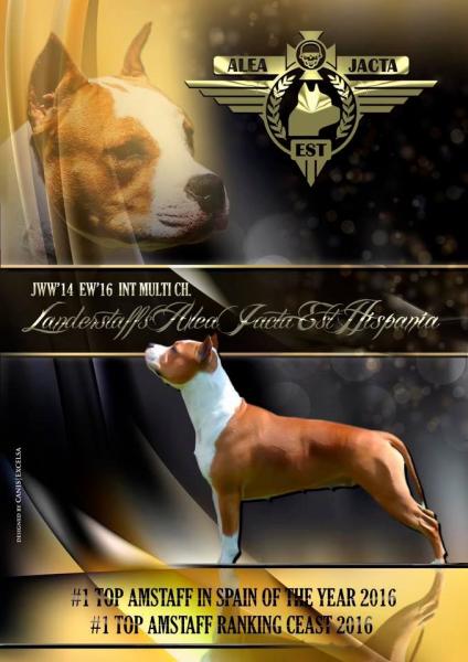 American Staffordshire Terrier. LLanderStaffs Alea Jacta Est Hispania.