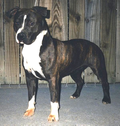 R-u Marcella Marceau. American Staffordshire Terrier. R u Marcella Marceau. R-u Marcella Marceau. American Staffordshire Terrier. R u Marcella Marceau.