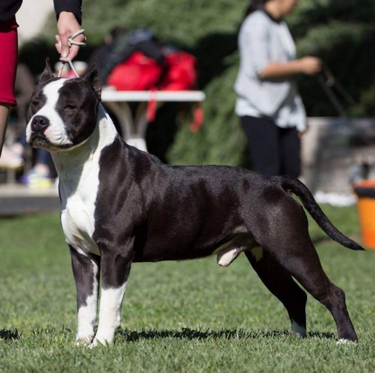 ALEA JACTA EST THREE-STROKE. American Staffordshire Terrier. ALEA JACTA EST THREE STROKE.