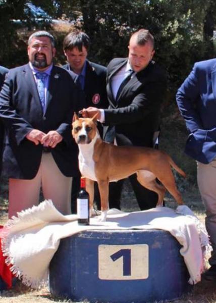 American Staffordshire Terrier. Alea Jacta Est Una Di Noi.