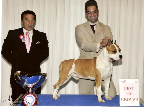 American Staffordshire Terrier. Thunderbully Friendship.