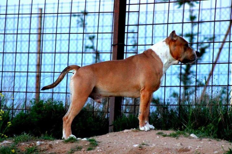 American Staffordshire Terrier. Nivariastaff You Are The Bomb.