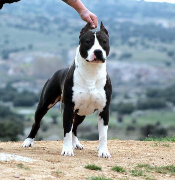 American Staffordshire Terrier. ALEA JACTA EST RAGNAROK.