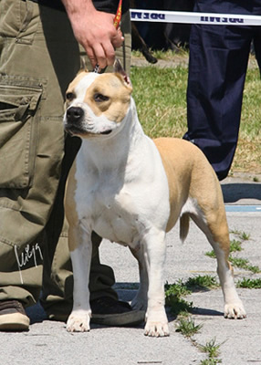American Staffordshire Terrier. Teressa Of Eagle Blend.