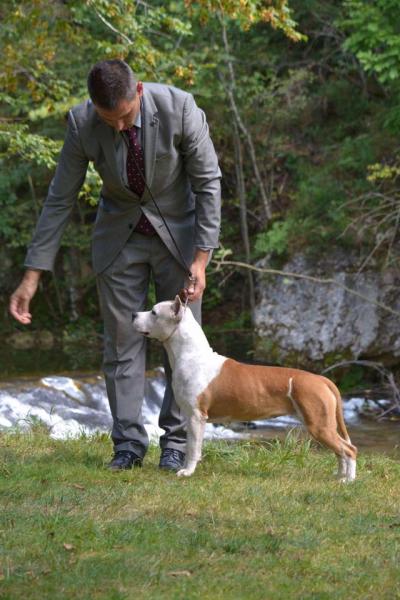 American Staffordshire Terrier.  Ch. ALEA JACTA EST CELTIBERIA.