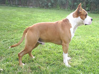 Ch. Thunderbully Orion. American Staffordshire Terrier.  Ch. Thunder Bully Orion. Ch. Thunderbully Orion. American Staffordshire Terrier.  Ch. Thunder Bully Orion.