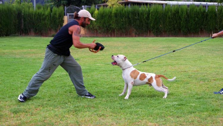 American Staffordshire Terrier. Alea Jacta Est Don Pelayo.