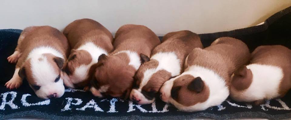 American Staffordshire Terrier. Camada 3ª Generacion.