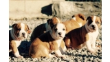 American Staffordshire Terrier. Camada 3ª Generacion.