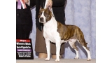 American Staffordshire Terrier. Alpine´s Jamaica Me Crazy Rna. American Staffordshire Terrier. Alpine´s Jamaica Me Crazy Rna.