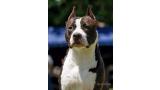 American Staffordshire Terrier. Alea Jacta Est Outlaw.