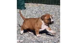 American Staffordshire Terrier. Camada 3ª Generacion.