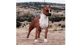 American Staffordshire Terrier. Alea Jacta Est Una Di Noi.