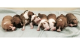 American Staffordshire Terrier. Camada Nueva.