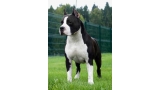 American Staffordshire Terrier. Don King of Ring´s.