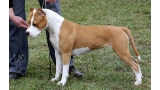 American Staffordshire Terrier. Arizona Of Flight Staff.