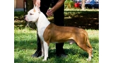 American Staffordshire Terrier. White Head Long Step.