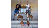 American Staffordshire Terrier. Alea Jacta Est Hispania BOS EDS 2016.